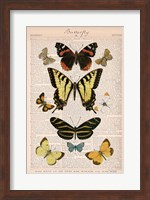 American Butterflies I Fine Art Print