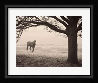 Hazy Horse I Framed Print