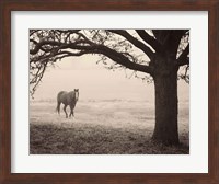 Hazy Horse I Fine Art Print