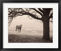 Hazy Horse I Framed Print