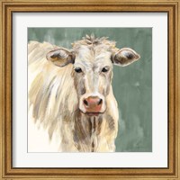 White Cow on Sage Fine Art Print