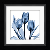 Indigo Tulips Fine Art Print