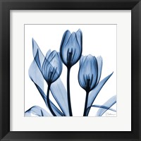 Indigo Tulips Fine Art Print