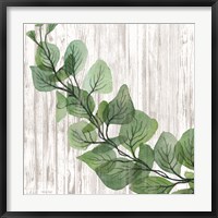 Eucalyptus on White Fine Art Print