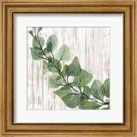 Eucalyptus on White Fine Art Print