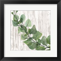 Eucalyptus on White Framed Print