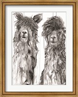 Alpaca a Comb Fine Art Print