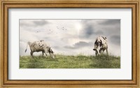 Grazing Dairy Cattle Fine Art Print