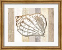 Coastal Shell I Fine Art Print