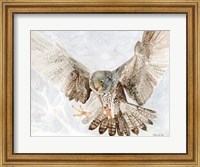Falcon Fine Art Print