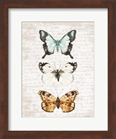 Butterfly Trio Fine Art Print