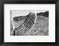 Saguaro Fine Art Print