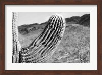 Saguaro Fine Art Print