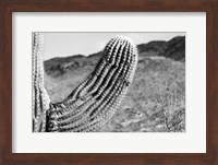 Saguaro Fine Art Print