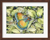 Royal Butterfly Fine Art Print