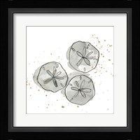 Sand Dollar III Fine Art Print