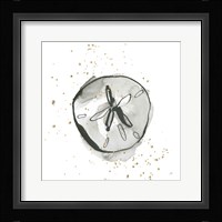 Sand Dollar II Fine Art Print