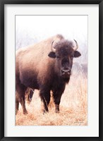 American Bison V Fine Art Print