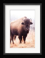 American Bison V Framed Print