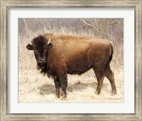 American Bison I Fine Art Print