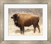 American Bison I Fine Art Print