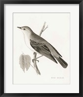 Engraved Birds III BW Fine Art Print