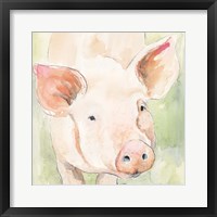 Sunny the Pig II Framed Print