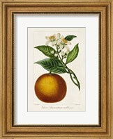 Antique Citrus Fruit I Fine Art Print