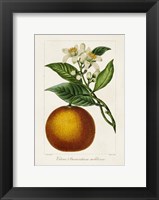 Antique Citrus Fruit I Fine Art Print