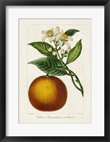 Antique Citrus Fruit I Framed Print
