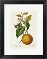 Antique Citrus Fruit II Fine Art Print