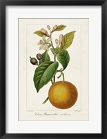 Antique Citrus Fruit II Framed Print