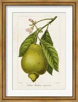 Antique Citrus Fruit III Fine Art Print