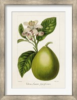 Antique Citrus Fruit IV Fine Art Print