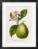 Antique Citrus Fruit IV Fine Art Print