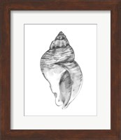 Quiet Conch I Fine Art Print
