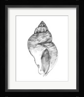 Quiet Conch I Framed Print