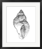 Quiet Conch I Framed Print