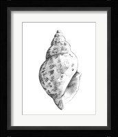 Quiet Conch II Framed Print