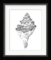 Quiet Conch III Framed Print