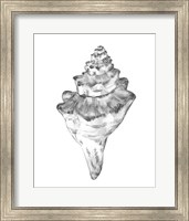 Quiet Conch III Fine Art Print