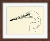 Heron Head II Fine Art Print