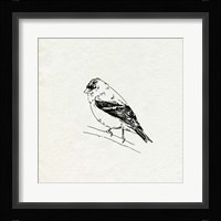 Bird Feeder Friends I Framed Print