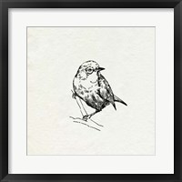 Bird Feeder Friends III Framed Print