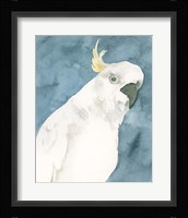 Cockatoo Portrait I Framed Print