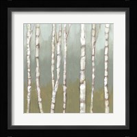 Simple Birchline I Framed Print