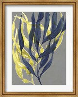 Kelp Embrace II Fine Art Print