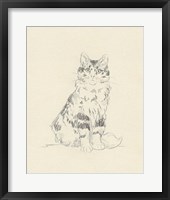 House Cat III Framed Print