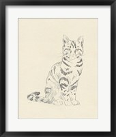 House Cat IV Framed Print