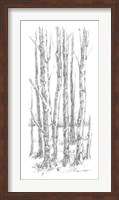 Birch Tree Sketch I Fine Art Print